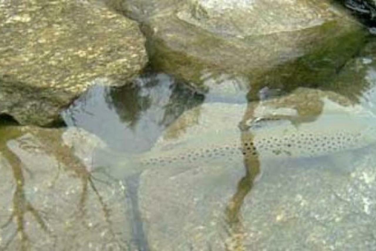 Bilocale A Due Passi Dal Gran Paradiso Locana 外观 照片